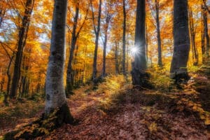 Fall forest and sun as a background. Natural fall landscape in the forest.