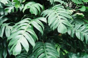 Green leaf